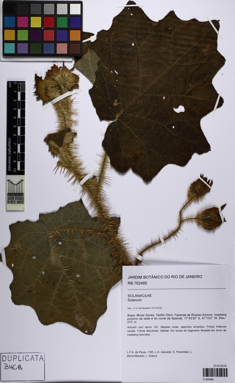 Solanum kollastrum