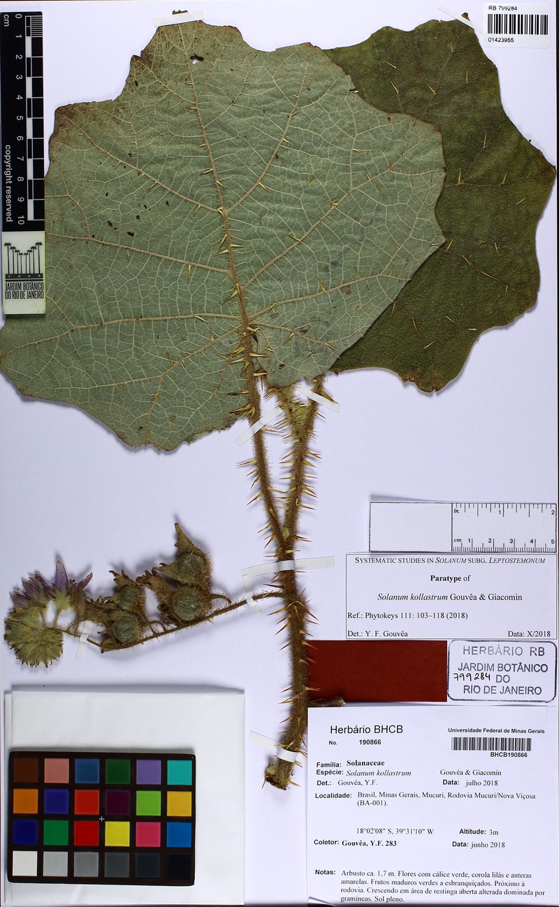 Solanum kollastrum photo 3