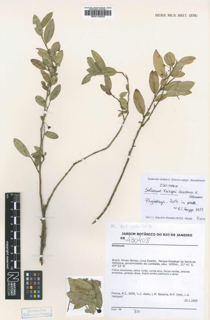Solanum kriegeri