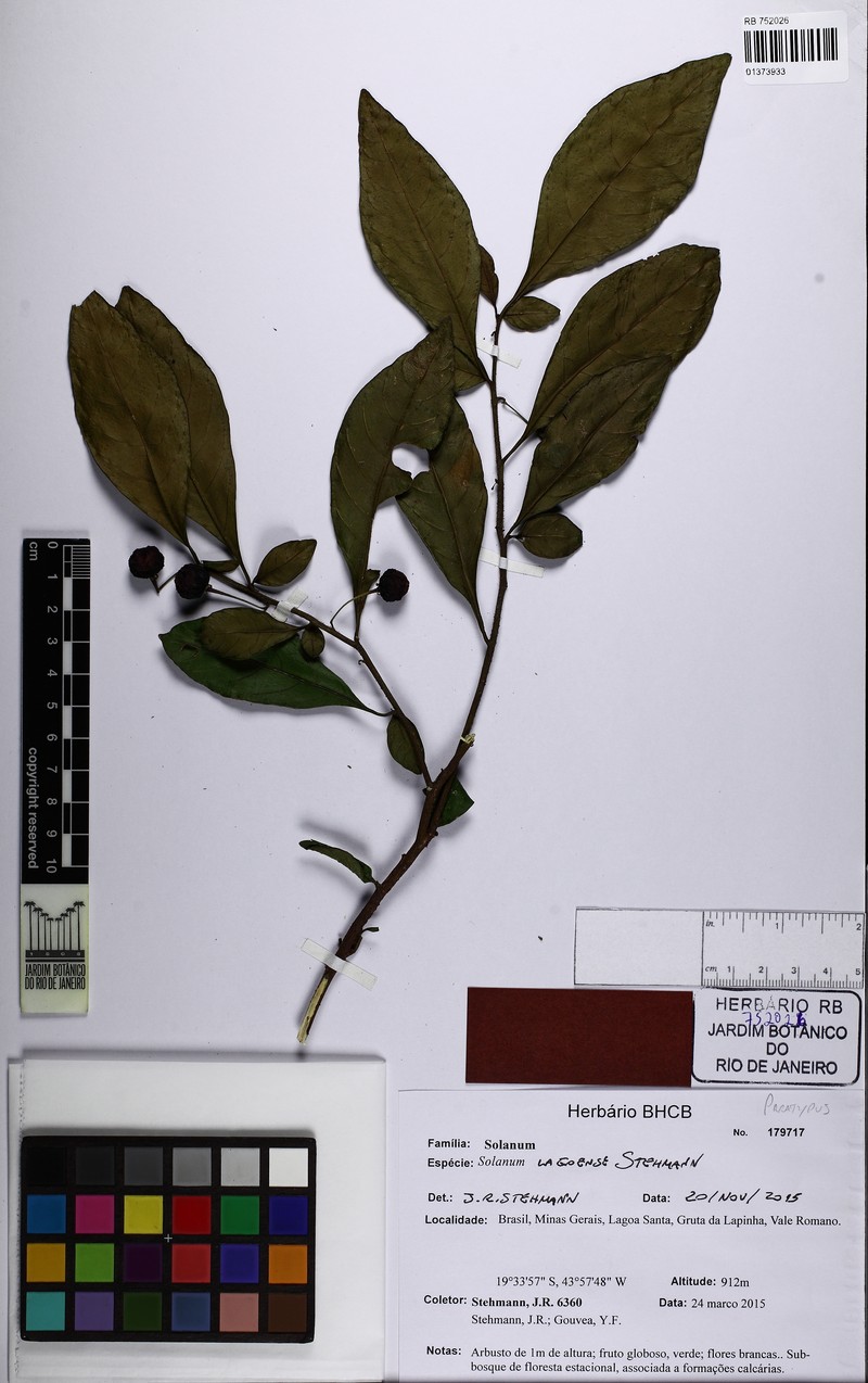 Solanum lagoense