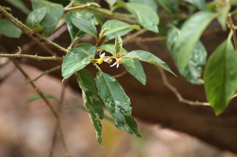 Lanceleaf Nightshade