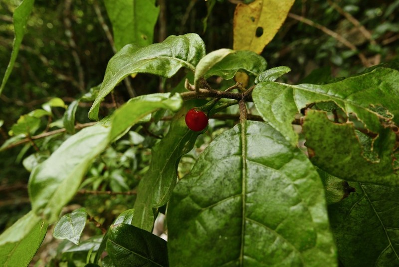 Lanceleaf Nightshade photo 2