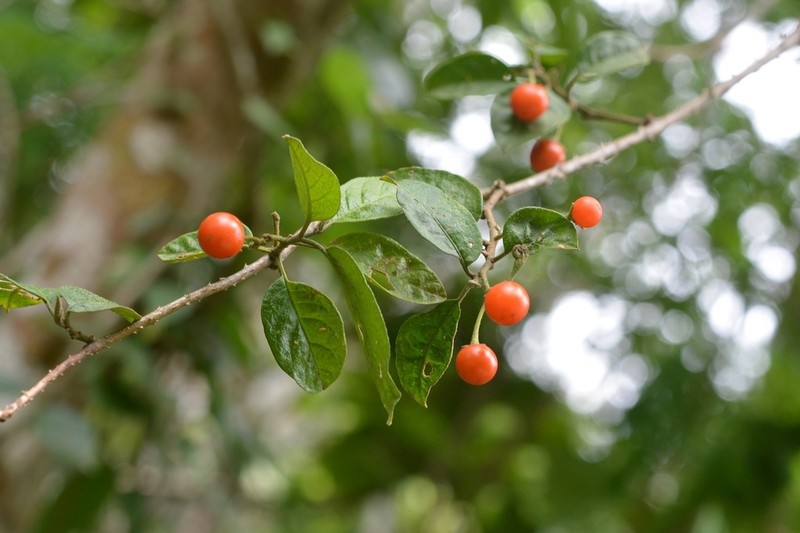 Lanceleaf Nightshade photo 3