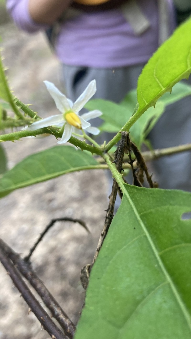 Lanceleaf Nightshade photo 4
