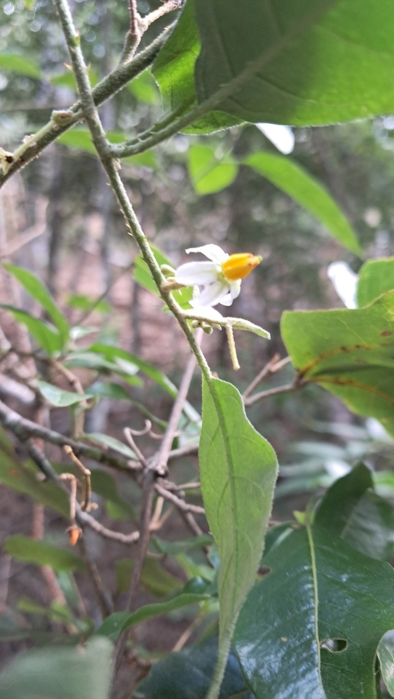Lanceleaf Nightshade photo 5