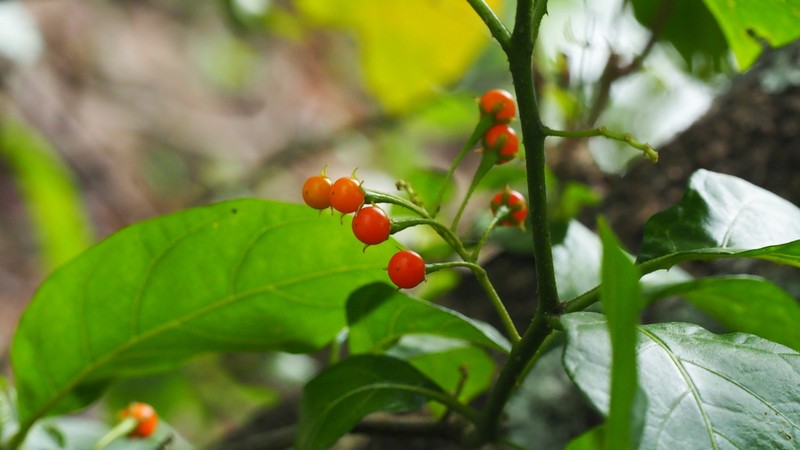 Lanceleaf Nightshade photo 6
