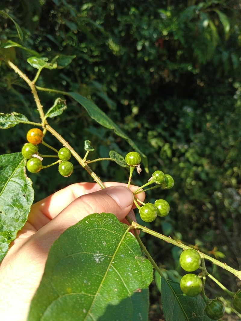 Lanceleaf Nightshade photo 7