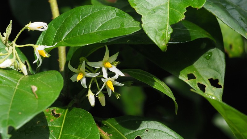 Lanceleaf Nightshade photo 8