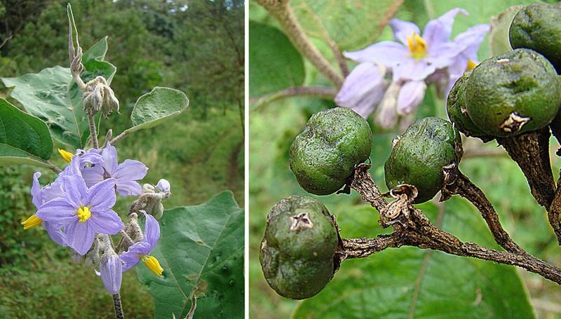 Orangeberry Nightshade