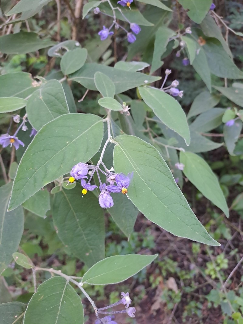 Solanum leontopodium photo 2