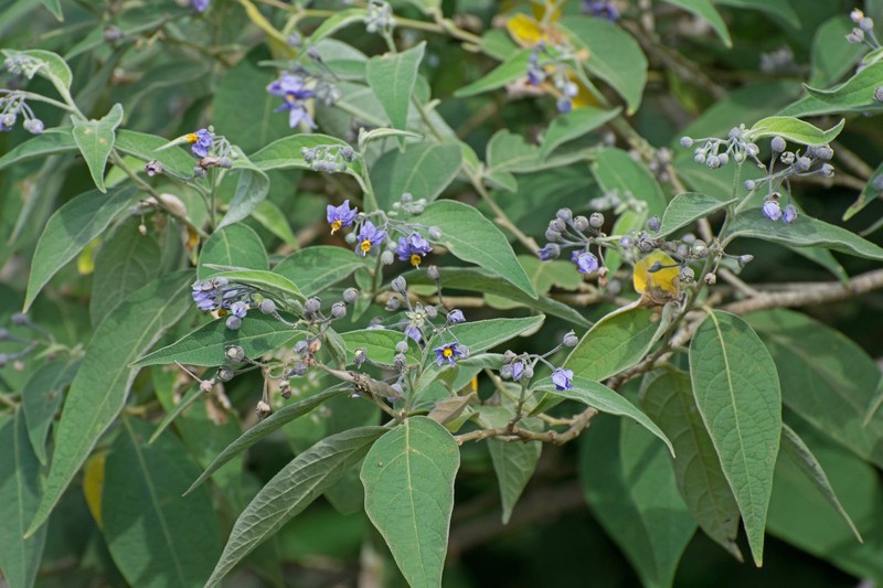 Solanum leontopodium photo 3