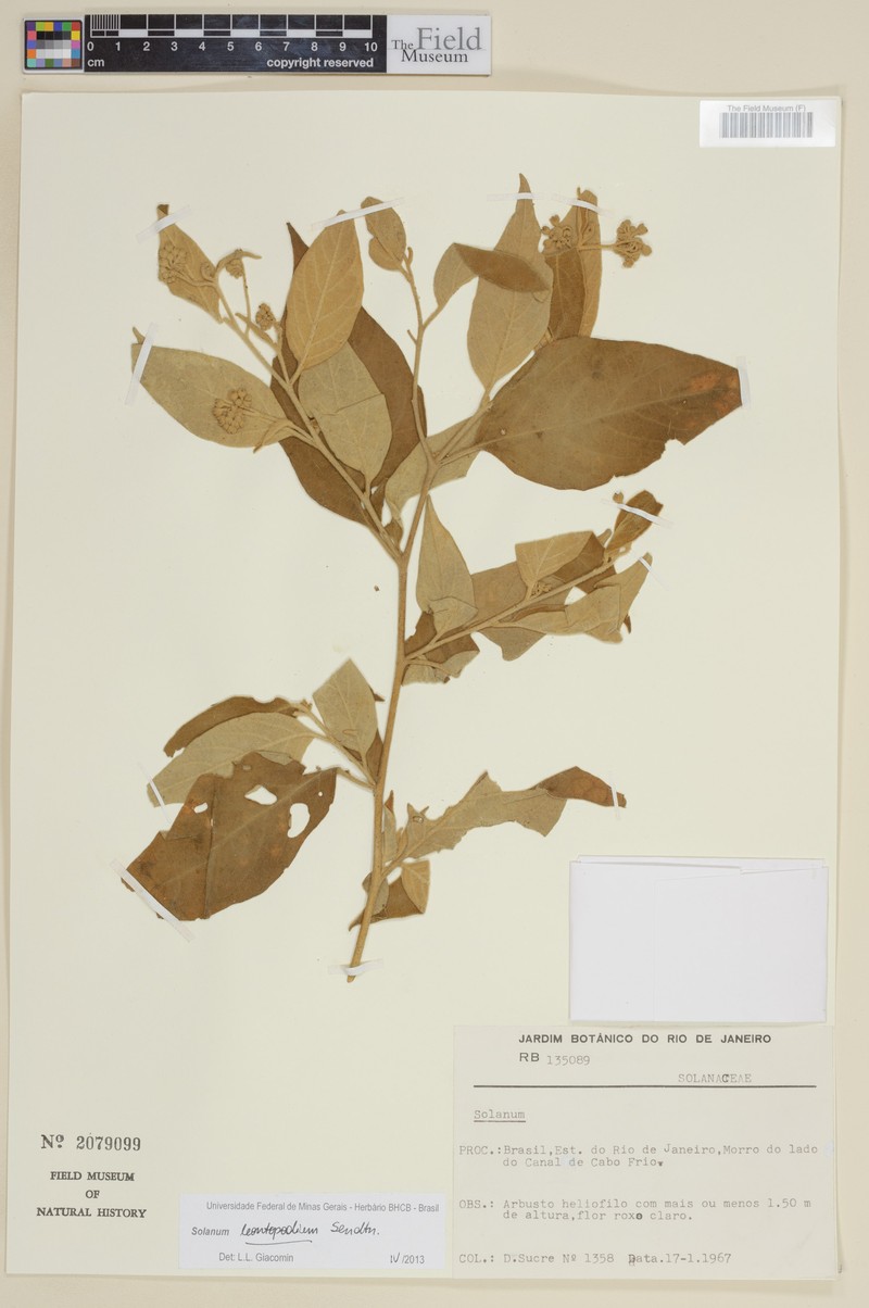 Solanum leontopodium photo 4