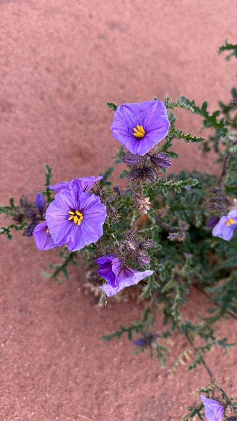 Solanum lobatum