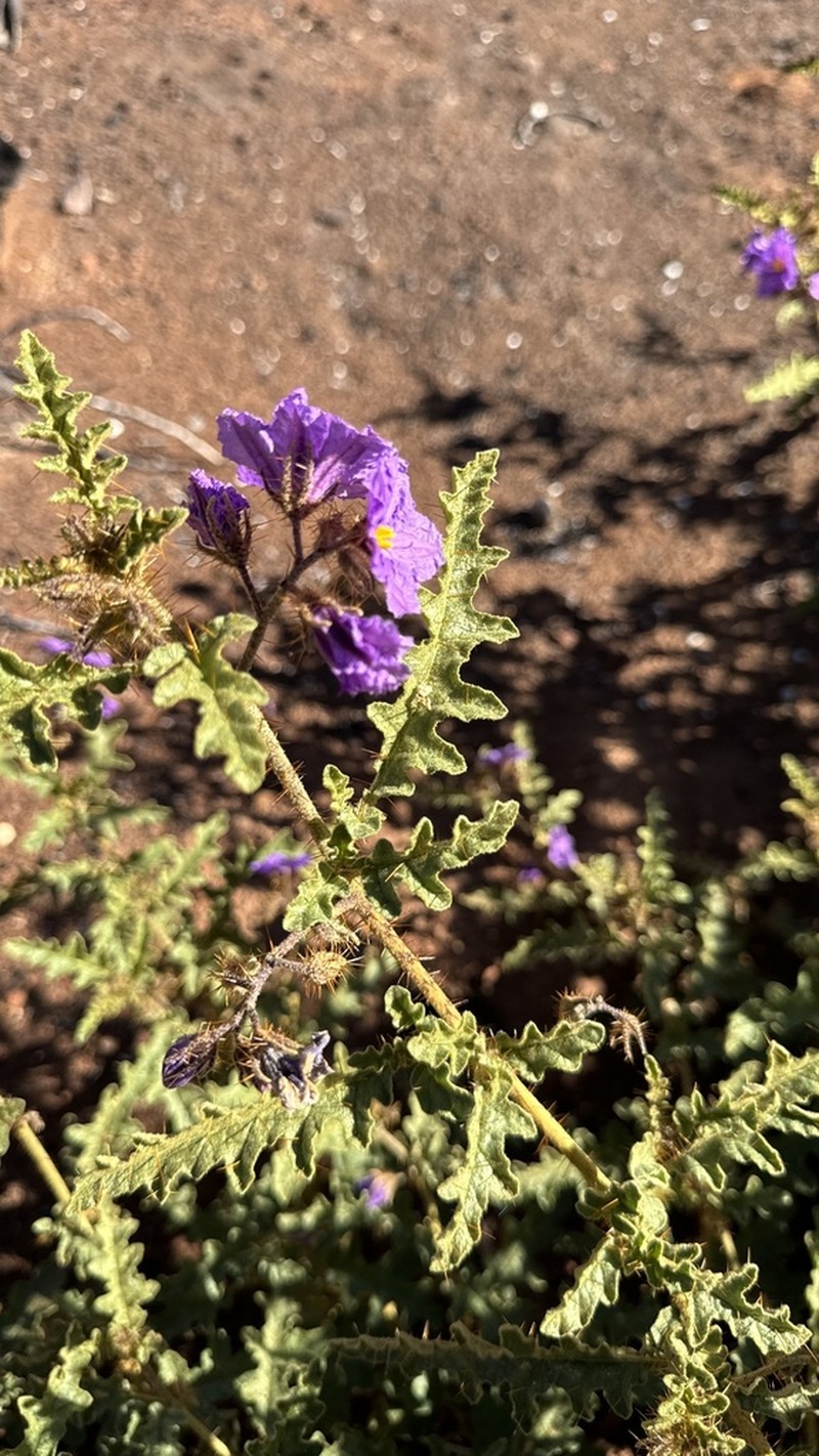 Solanum lobatum photo 3