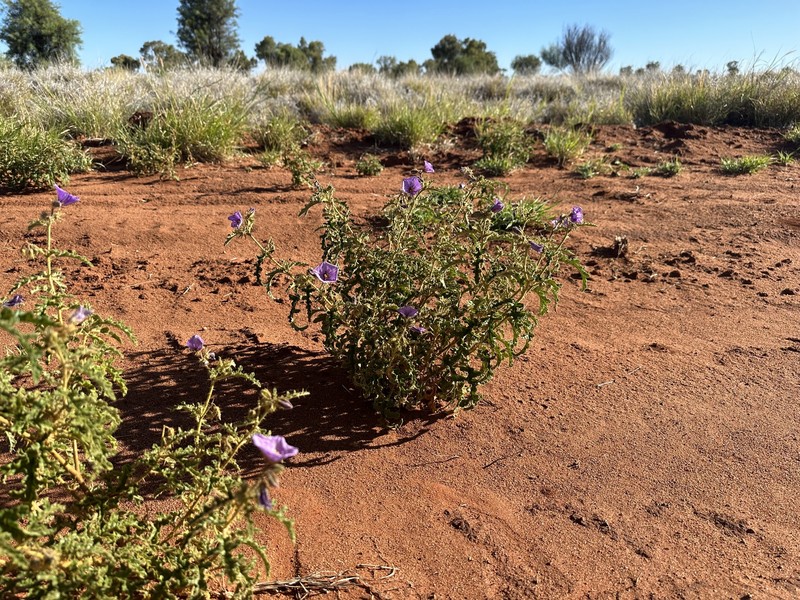 Solanum lobatum photo 5