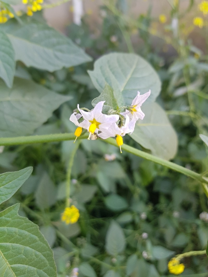 Solanum longifilamentum