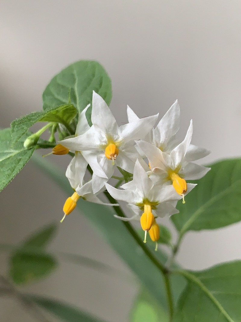 Solanum longifilamentum photo 2