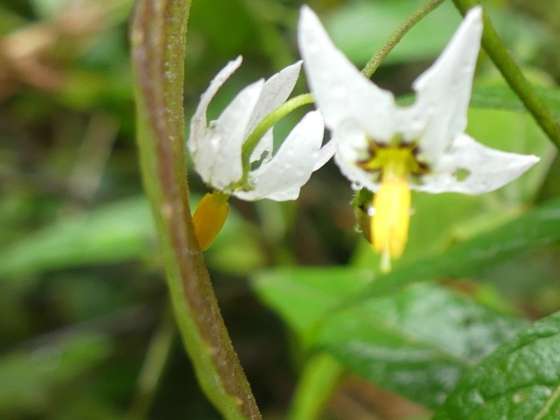 Solanum longifilamentum photo 3