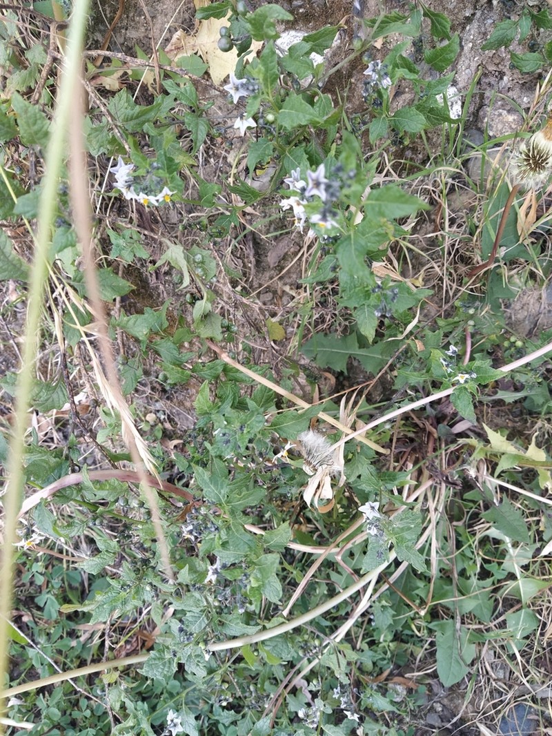 Solanum longifilamentum photo 4