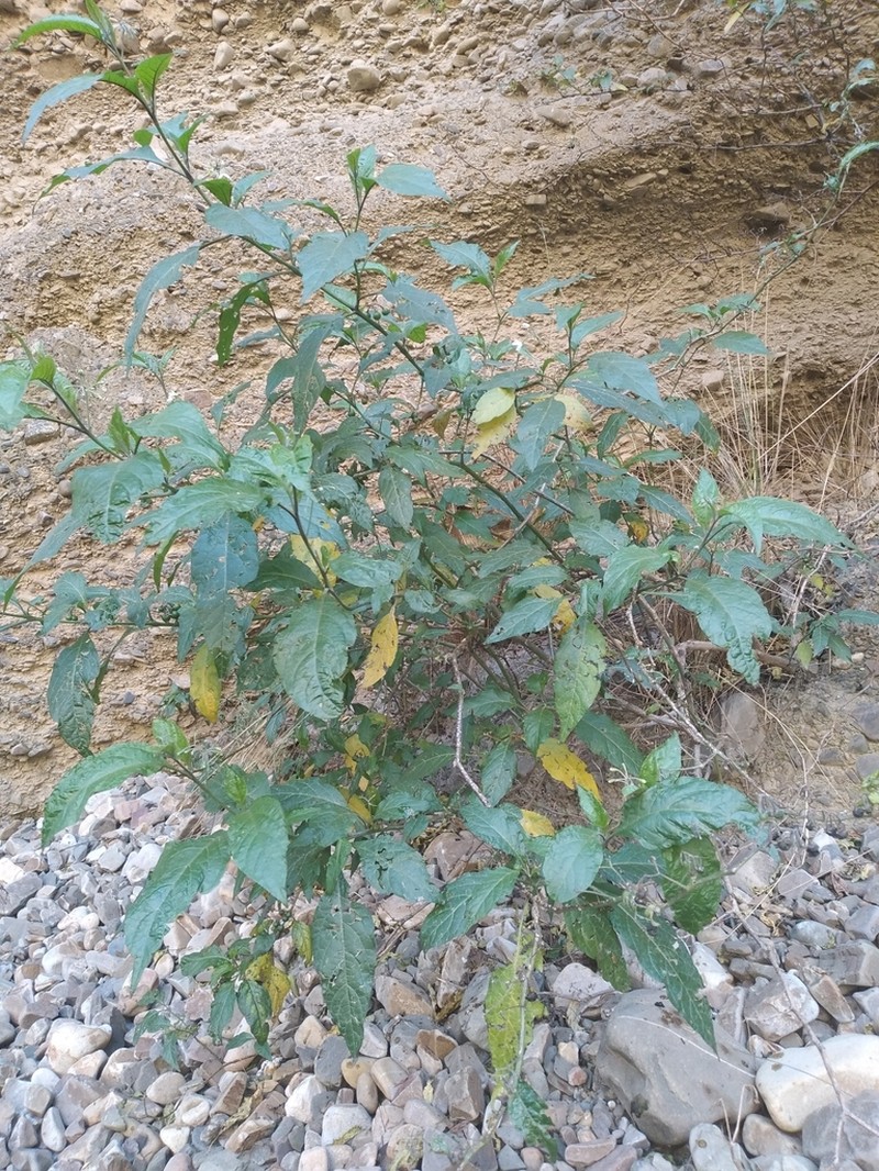 Solanum longifilamentum photo 5