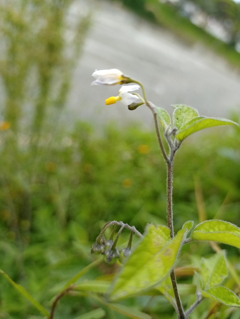 Solanum longifilamentum photo 6