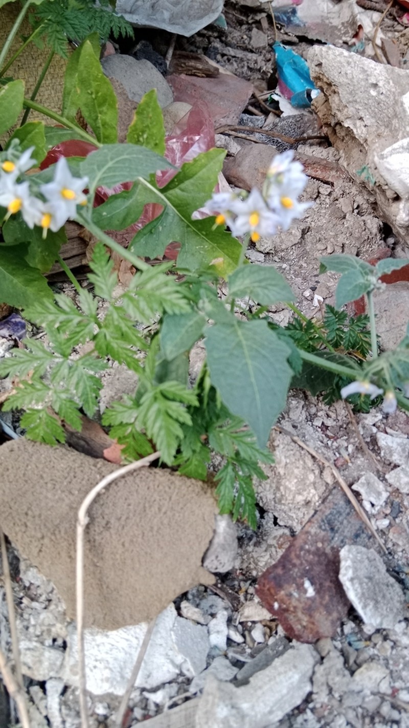 Solanum longifilamentum photo 7