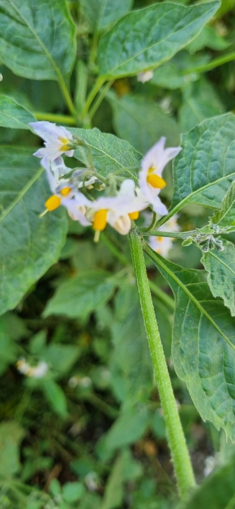 Solanum longifilamentum photo 8
