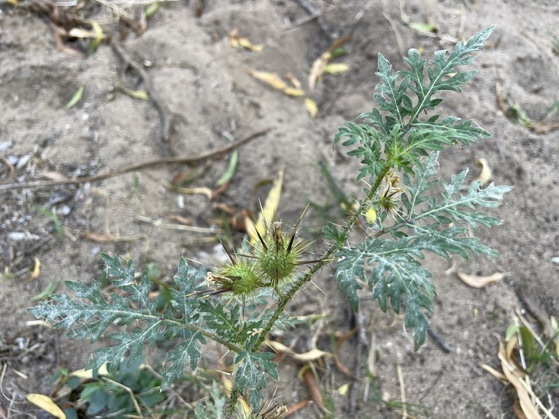 Sonoran Nightshade