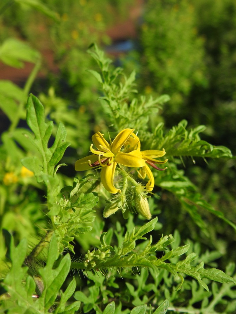 Sonoran Nightshade photo 2