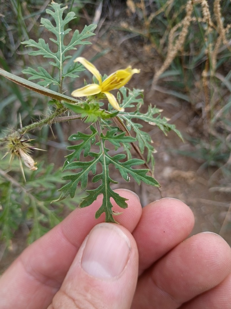 Sonoran Nightshade photo 3