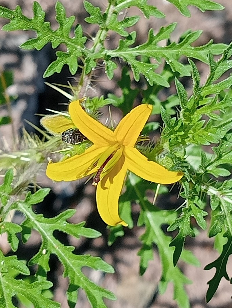 Sonoran Nightshade photo 5
