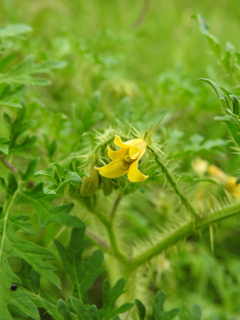 Sonoran Nightshade photo 6
