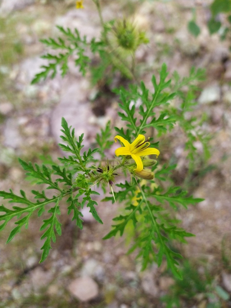 Sonoran Nightshade photo 7