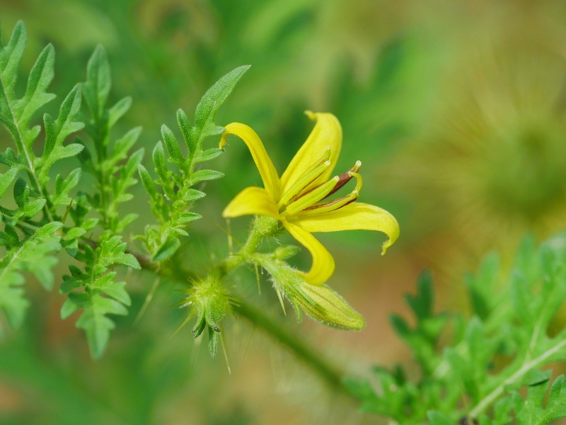 Sonoran Nightshade photo 8