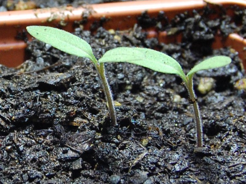 Garden Tomato photo 2