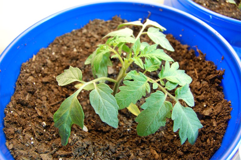 Garden Tomato photo 3