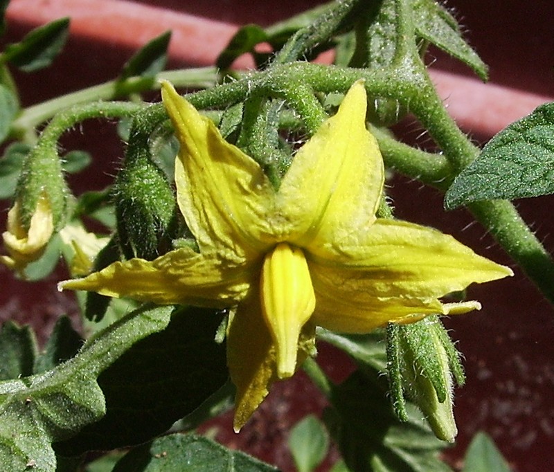 Garden Tomato photo 4