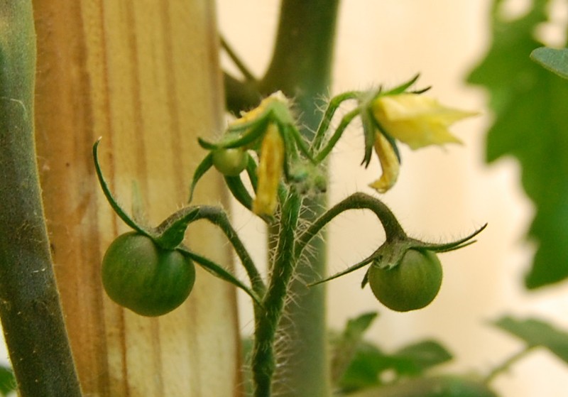 Garden Tomato photo 5
