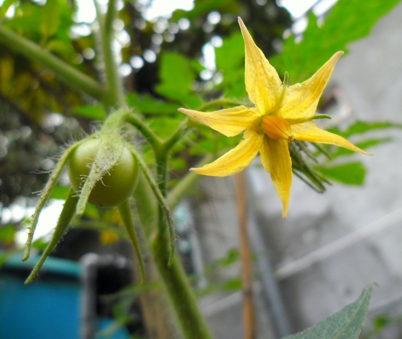 Garden Tomato photo 6