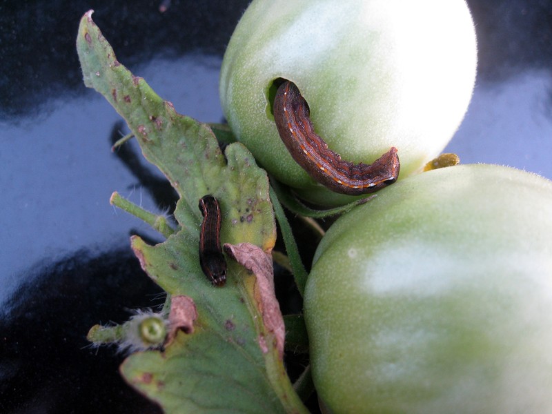 Garden Tomato photo 8