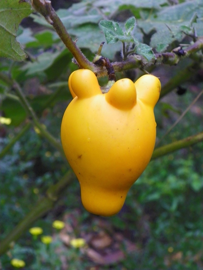 Nipplefruit photo 4