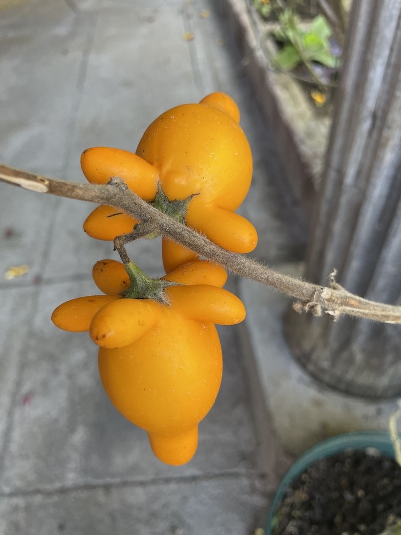 Nipplefruit photo 5