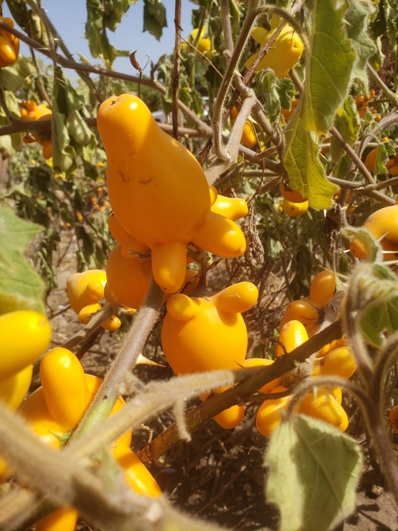 Nipplefruit photo 6