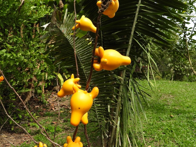 Nipplefruit photo 7