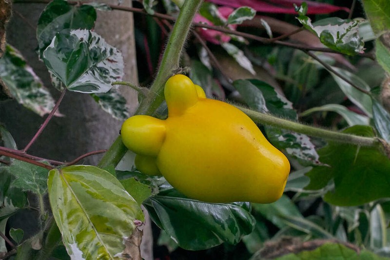 Nipplefruit photo 8
