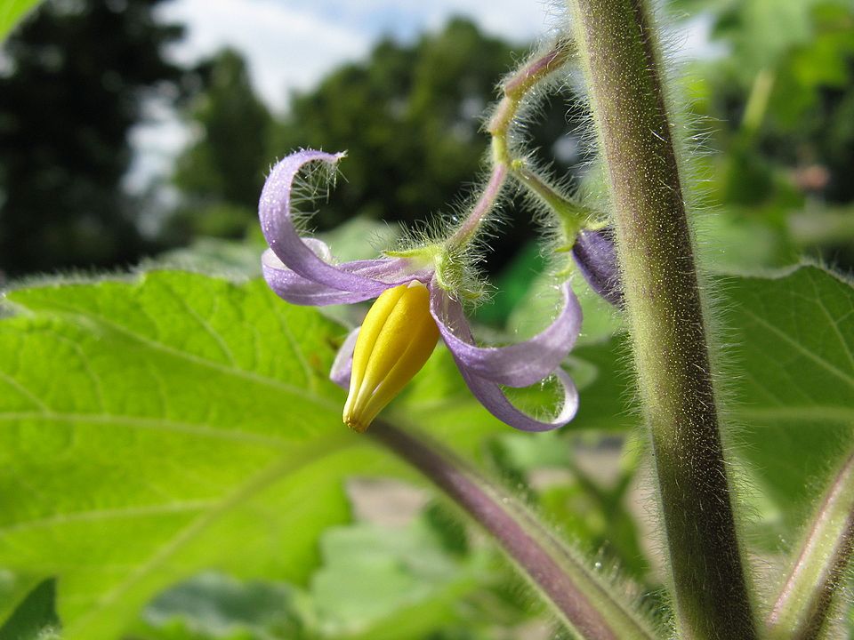 Nipplefruit photo 6
