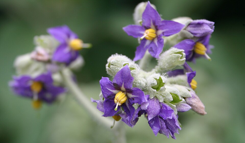 Earleaf Nightshade photo 4