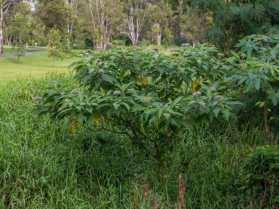 Earleaf Nightshade photo 6