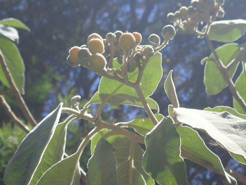 Earleaf Nightshade photo 3