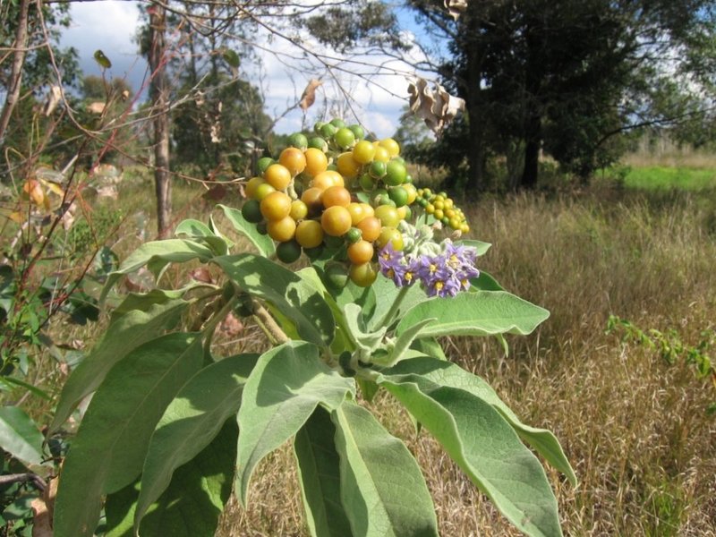Earleaf Nightshade photo 8